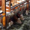 Cattle Firms Up on Thursday