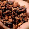 Cocoa Sees Some Support from Weak Dollar