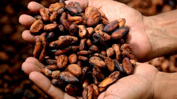 Cocoa Sees Some Support from Weak Dollar