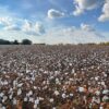 Cotton Closes Steady on Friday