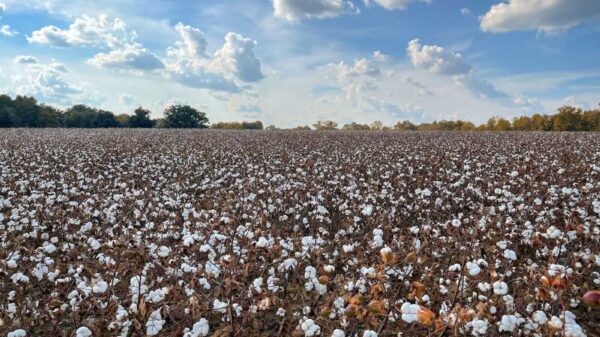Cotton Closes Steady on Friday