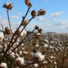 Cotton Rounds Out Wednesday with Gains