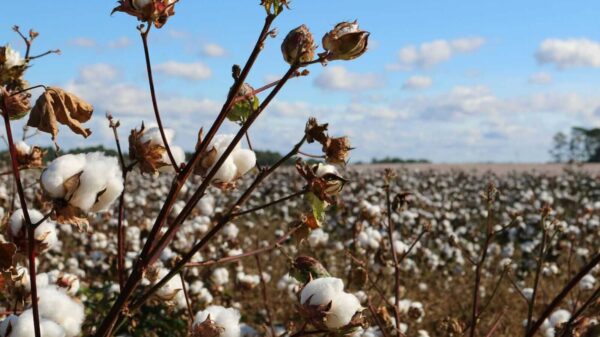 Cotton Rounds Out Wednesday with Gains