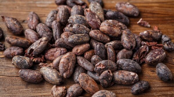 Cocoa Prices Fall on Larger Supplies from the Ivory Coast
